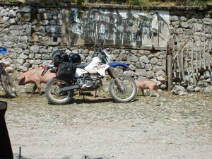 Albania Motorcycle Pigs
